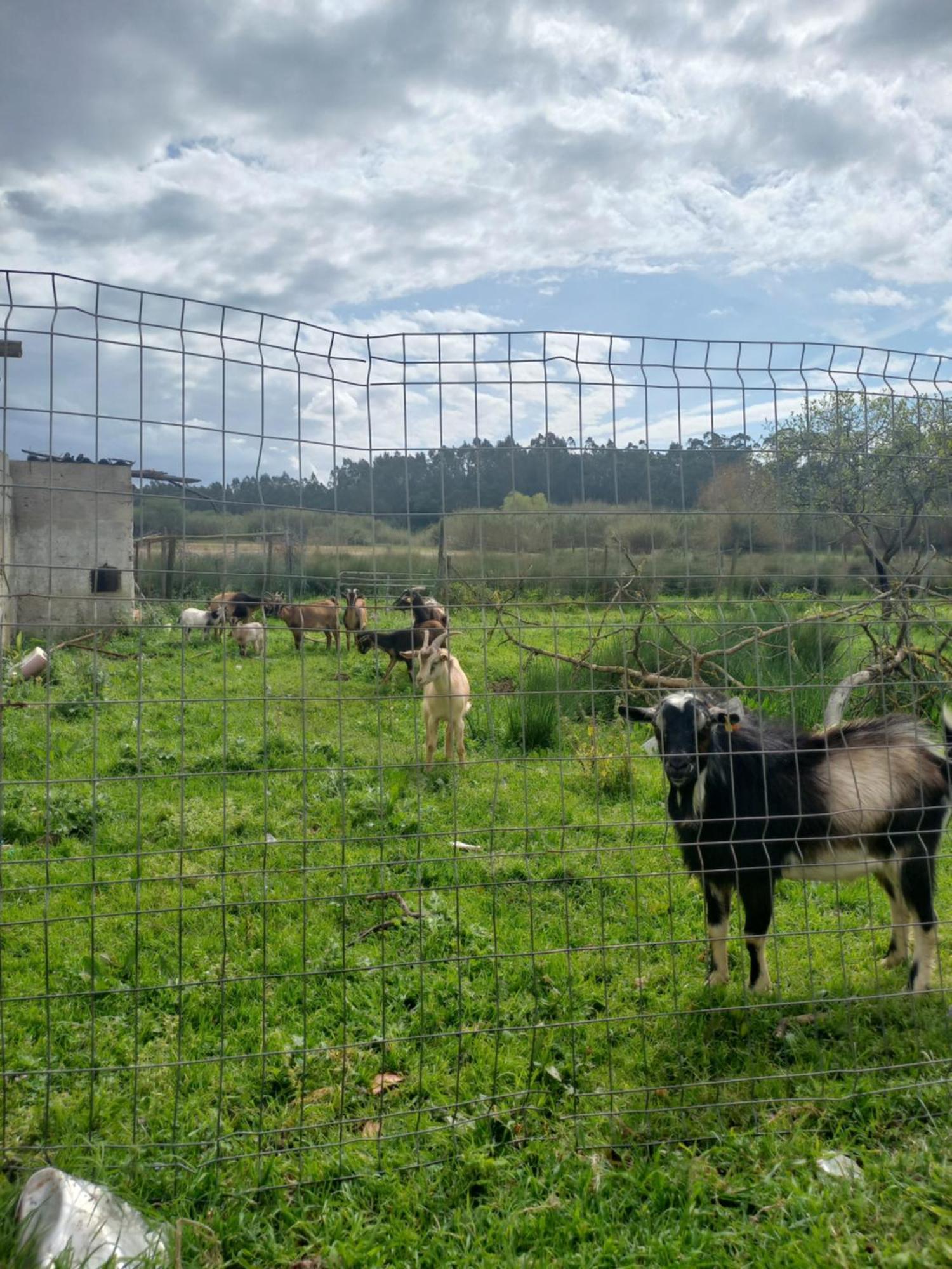 Casa Da Padaria Βίλα Caldas Da Rainha Εξωτερικό φωτογραφία